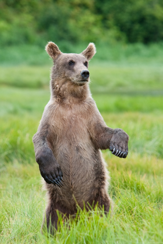 Grizzly Bear Cub